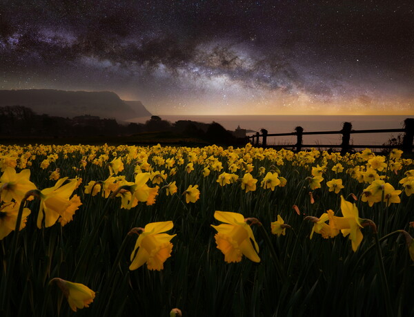 Sidmouth Daffodils and The Milky Way Picture Board by David Neighbour