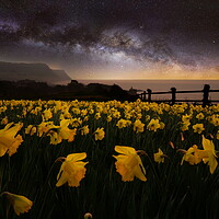 Buy canvas prints of Sidmouth Daffodils and The Milky Way by David Neighbour