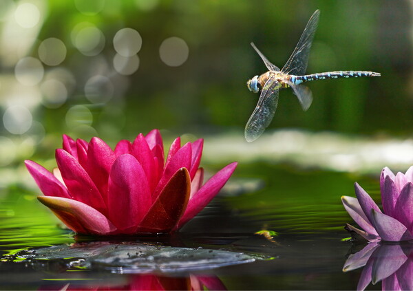 Dragonfly in Flight Picture Board by David Neighbour