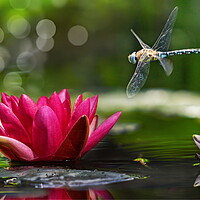 Buy canvas prints of Dragonfly in Flight by David Neighbour