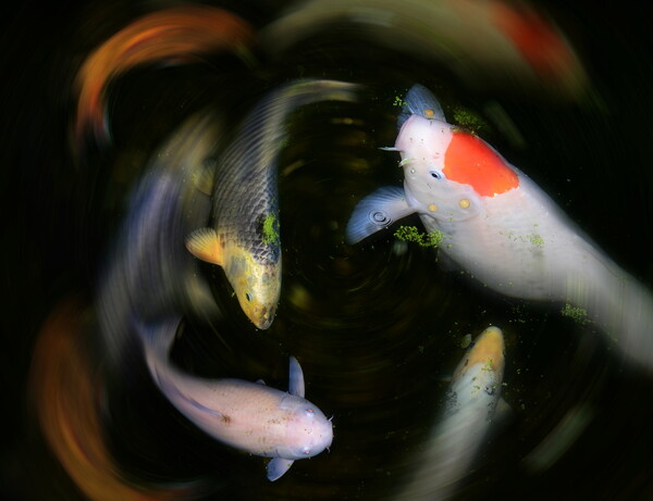 Koi Pond Picture Board by David Neighbour