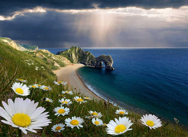 The Daisies of Durdle Door Picture Board by David Neighbour