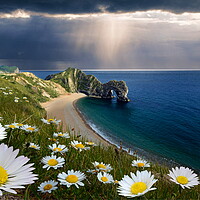 Buy canvas prints of The Daisies of Durdle Door by David Neighbour