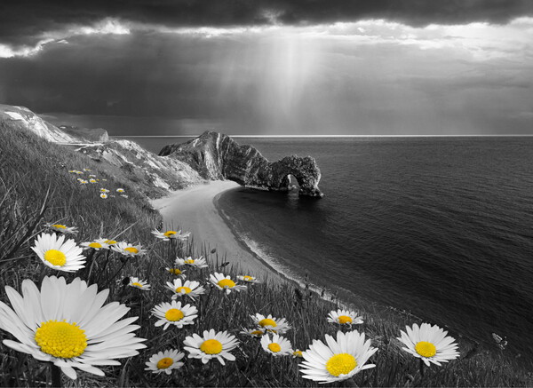 Daisies at Durdle Door, Selectively Coloured Picture Board by David Neighbour