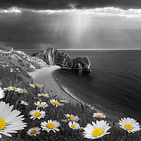 Buy canvas prints of Daisies at Durdle Door, Selectively Coloured by David Neighbour