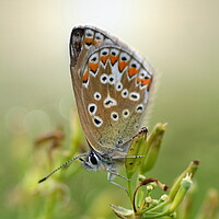 Buy canvas prints of Backlit Common Blue by David Neighbour