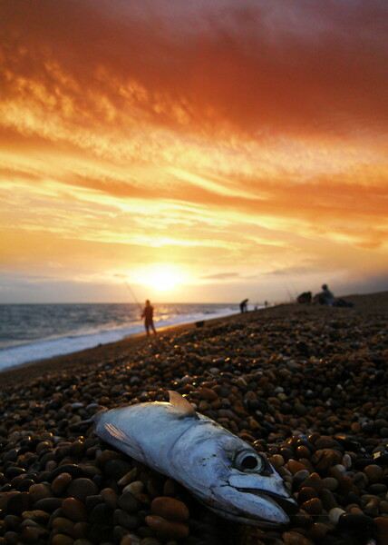 Mackerel Fishing on Chesil Beach Picture Board by David Neighbour