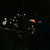 Buy canvas prints of Blackbird and Blackthorn by David Neighbour