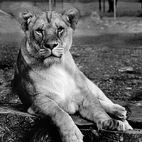 Buy canvas prints of Black and white Lion by Katie Wilde
