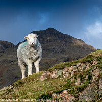 Buy canvas prints of Herdwick sheep in the Langdales, UK by wayne hutchinson
