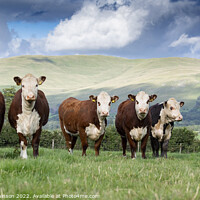 Buy canvas prints of Hereford cattle by wayne hutchinson