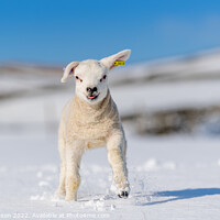 Buy canvas prints of Texel lamb enjoying the snow. by wayne hutchinson