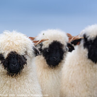 Buy canvas prints of A group of sheep standing on top of a field by wayne hutchinson