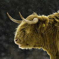 Buy canvas prints of Highland cow braving  winter storm. by wayne hutchinson