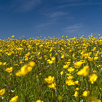 Buy canvas prints of Buttercup meadow by wayne hutchinson