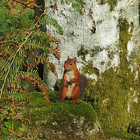 Buy canvas prints of Cheeky Red Squirrel by Pauline Raine