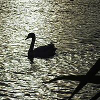 Buy canvas prints of Swan in Silhouette by Pauline Raine
