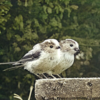 Buy canvas prints of Two Little Dickie Birds by Pauline Raine