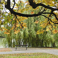 Buy canvas prints of Bench by the Lake by Pauline Raine