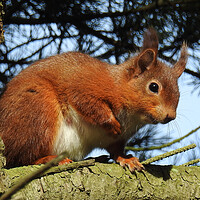 Buy canvas prints of Red Squirrel in a Tree by Pauline Raine