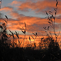 Buy canvas prints of Sunset over Darlington by Pauline Raine