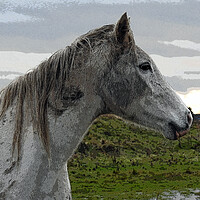 Buy canvas prints of White Horse by Pauline Raine