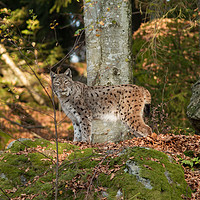 Buy canvas prints of Eurasian Lynx (Lynx lynx) standing on rock by Lisa Louise Greenhorn