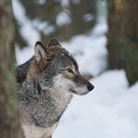 Buy canvas prints of European Grey Wolf in snow by Lisa Louise Greenhorn