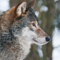 Buy canvas prints of European Grey Wolf in snow by Lisa Louise Greenhorn