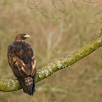Buy canvas prints of Golden Eagle (Aquila chrysaetos) perched on large  by Lisa Louise Greenhorn