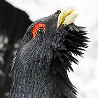 Buy canvas prints of Portrait of Male western Capercaillie (Tetrao urog by Lisa Louise Greenhorn