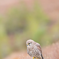 Buy canvas prints of Common Kestrel (Falco Tinnuculus) perched on stump by Lisa Louise Greenhorn