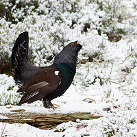 Buy canvas prints of Western Capercaillie (Tetrao urogallus) lekking in by Lisa Louise Greenhorn