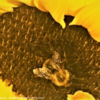 Buy canvas prints of Bee in the Middle by Matthew Balls