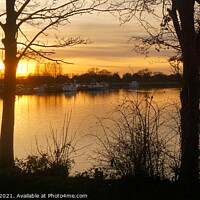 Buy canvas prints of Silhouette of trees at sunset by Matthew Balls