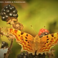 Buy canvas prints of Blackberry  Butterfly  by Matthew Balls