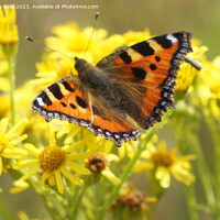 Buy canvas prints of Butterfly on Yellow flowers by Matthew Balls