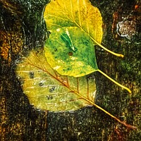 Buy canvas prints of Autumn Colour  by Matthew Balls