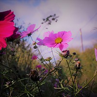 Buy canvas prints of    Red and Blue Flowers by Matthew Balls