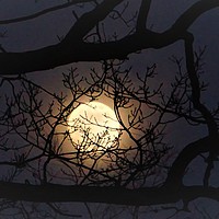 Buy canvas prints of                   Super moon Rising In A Tree      by Matthew Balls