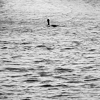Buy canvas prints of        A Lone Diver On the Water                   by Matthew Balls
