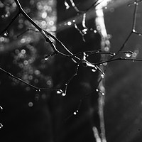 Buy canvas prints of     Black and White Raindrops by Matthew Balls