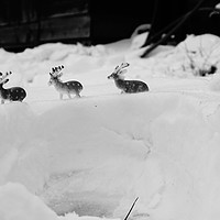 Buy canvas prints of Small Miniature Deer in the Snow by Matthew Balls