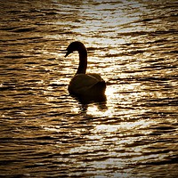 Buy canvas prints of        Lovely Silhouette of a Swan                 by Matthew Balls
