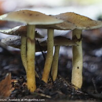 Buy canvas prints of Toadstools under a bridge by Matthew Balls