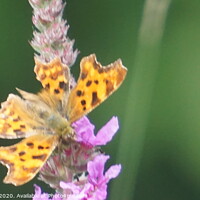 Buy canvas prints of Comma Buttefly Close up by Matthew Balls