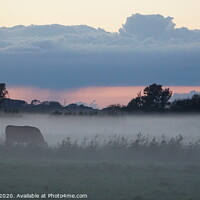 Buy canvas prints of Cows in the mist by Matthew Balls
