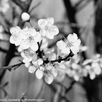 Buy canvas prints of black and white blossom by Matthew Balls