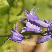 Buy canvas prints of bluebells close up by Matthew Balls
