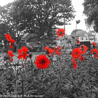 Buy canvas prints of Colour pop poppies by Matthew Balls